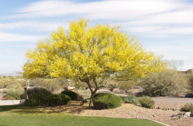 沙漠后院与Palo Verde -水平